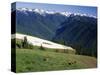 Deer Grazing Along Hurricane Ridge-James Randklev-Stretched Canvas