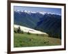 Deer Grazing Along Hurricane Ridge-James Randklev-Framed Photographic Print