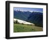 Deer Grazing Along Hurricane Ridge-James Randklev-Framed Photographic Print