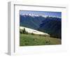 Deer Grazing Along Hurricane Ridge-James Randklev-Framed Photographic Print