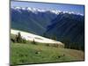 Deer Grazing Along Hurricane Ridge-James Randklev-Mounted Photographic Print