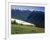 Deer Grazing Along Hurricane Ridge-James Randklev-Framed Photographic Print