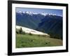 Deer Grazing Along Hurricane Ridge-James Randklev-Framed Photographic Print