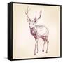 Deer Hand Drawn Vector Llustration Realistic Sketch-VladisChern-Framed Stretched Canvas