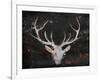 Deer Head-OnRei-Framed Art Print