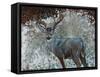 Deer I-Cecile Broz-Framed Stretched Canvas