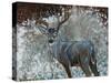 Deer I-Cecile Broz-Stretched Canvas