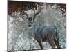 Deer I-Cecile Broz-Mounted Giclee Print