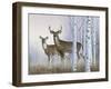 Deer in Birch Woods-Rusty Frentner-Framed Giclee Print