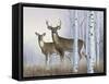 Deer in Birch Woods-Rusty Frentner-Framed Stretched Canvas