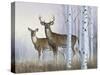Deer in Birch Woods-Rusty Frentner-Stretched Canvas
