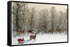 Deer In Forest-Nancy Tillman-Framed Stretched Canvas