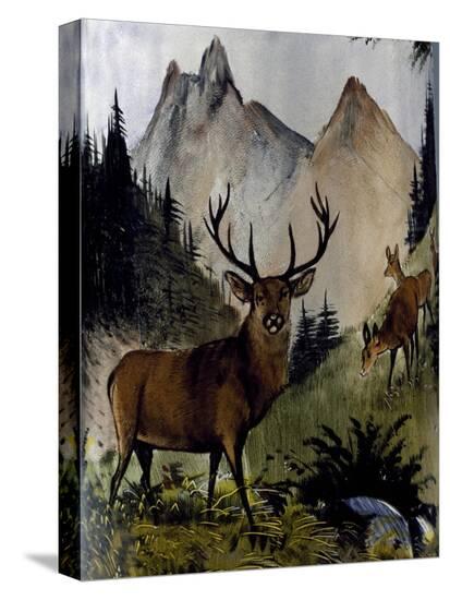 Stretched Canvas Print, , large