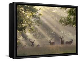 Deer in Morning Mist, Woburn Abbey Park, Woburn, Bedfordshire, England, United Kingdom, Europe-Stuart Black-Framed Stretched Canvas