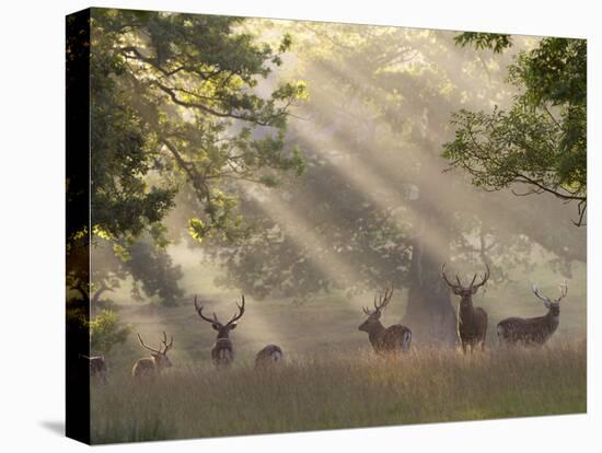 Deer in Morning Mist, Woburn Abbey Park, Woburn, Bedfordshire, England, United Kingdom, Europe-Stuart Black-Stretched Canvas