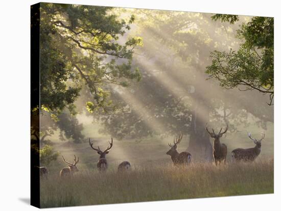 Deer in Morning Mist, Woburn Abbey Park, Woburn, Bedfordshire, England, United Kingdom, Europe-Stuart Black-Stretched Canvas