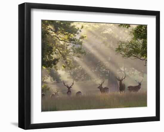 Deer in Morning Mist, Woburn Abbey Park, Woburn, Bedfordshire, England, United Kingdom, Europe-Stuart Black-Framed Premium Photographic Print