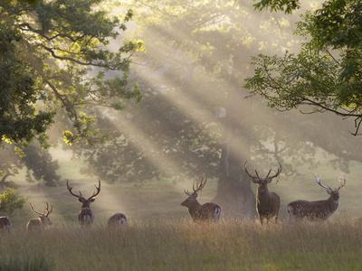 https://imgc.allpostersimages.com/img/posters/deer-in-morning-mist-woburn-abbey-park-woburn-bedfordshire-england-united-kingdom-europe_u-L-PHEBJG0.jpg?artPerspective=n