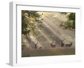 Deer in Morning Mist, Woburn Abbey Park, Woburn, Bedfordshire, England, United Kingdom, Europe-Stuart Black-Framed Photographic Print