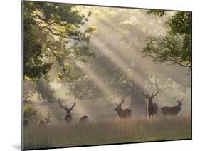 Deer in Morning Mist, Woburn Abbey Park, Woburn, Bedfordshire, England, United Kingdom, Europe-Stuart Black-Mounted Photographic Print