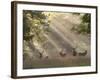 Deer in Morning Mist, Woburn Abbey Park, Woburn, Bedfordshire, England, United Kingdom, Europe-Stuart Black-Framed Photographic Print