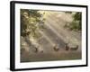 Deer in Morning Mist, Woburn Abbey Park, Woburn, Bedfordshire, England, United Kingdom, Europe-Stuart Black-Framed Photographic Print