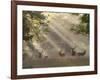 Deer in Morning Mist, Woburn Abbey Park, Woburn, Bedfordshire, England, United Kingdom, Europe-Stuart Black-Framed Photographic Print