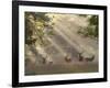 Deer in Morning Mist, Woburn Abbey Park, Woburn, Bedfordshire, England, United Kingdom, Europe-Stuart Black-Framed Photographic Print