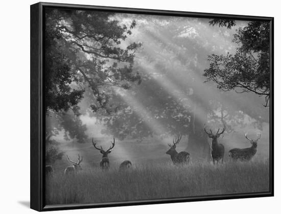 Deer in Morning Mist, Woburn Abbey Park, Woburn, Bedfordshire, England, United Kingdom, Europe-Stuart Black-Framed Photographic Print