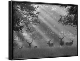 Deer in Morning Mist, Woburn Abbey Park, Woburn, Bedfordshire, England, United Kingdom, Europe-Stuart Black-Framed Photographic Print