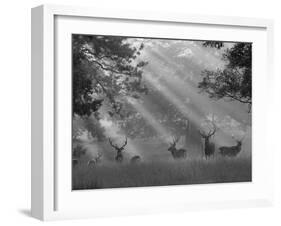 Deer in Morning Mist, Woburn Abbey Park, Woburn, Bedfordshire, England, United Kingdom, Europe-Stuart Black-Framed Photographic Print