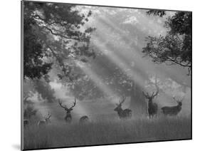 Deer in Morning Mist, Woburn Abbey Park, Woburn, Bedfordshire, England, United Kingdom, Europe-Stuart Black-Mounted Photographic Print
