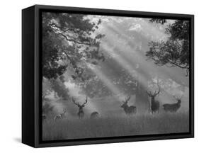 Deer in Morning Mist, Woburn Abbey Park, Woburn, Bedfordshire, England, United Kingdom, Europe-Stuart Black-Framed Stretched Canvas