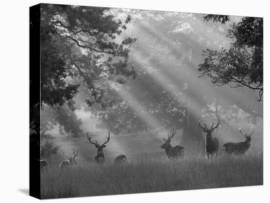 Deer in Morning Mist, Woburn Abbey Park, Woburn, Bedfordshire, England, United Kingdom, Europe-Stuart Black-Stretched Canvas