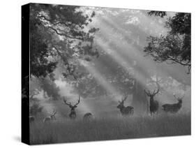 Deer in Morning Mist, Woburn Abbey Park, Woburn, Bedfordshire, England, United Kingdom, Europe-Stuart Black-Stretched Canvas