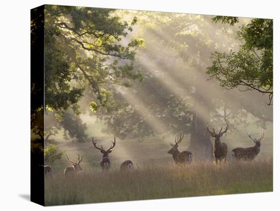 Deer in Morning Mist, Woburn Abbey Park, Woburn, Bedfordshire, England, United Kingdom, Europe-Stuart Black-Stretched Canvas