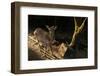 Deer in Nara at Morning in Japan.-elwynn-Framed Photographic Print