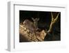 Deer in Nara at Morning in Japan.-elwynn-Framed Photographic Print