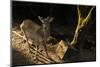 Deer in Nara at Morning in Japan.-elwynn-Mounted Photographic Print