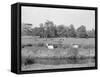 Deer in Richmond Park-null-Framed Stretched Canvas