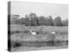 Deer in Richmond Park-null-Stretched Canvas