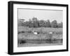 Deer in Richmond Park-null-Framed Photographic Print
