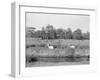 Deer in Richmond Park-null-Framed Photographic Print