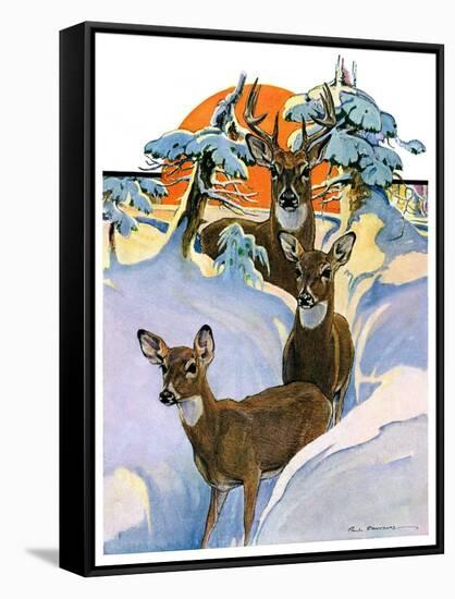 "Deer in Snow,"February 7, 1931-Paul Bransom-Framed Stretched Canvas