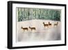 Deer in Snow-Suzi Kennett-Framed Giclee Print