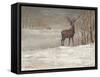 Deer in Snow-Mary Miller Veazie-Framed Stretched Canvas