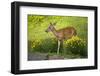 Deer In The Flowers-Wild Geese-Framed Photographic Print