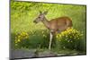 Deer In The Flowers-Wild Geese-Mounted Photographic Print
