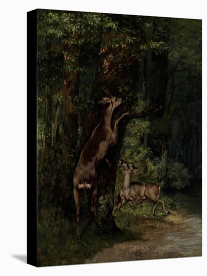 Deer in the Forest, 1868-Gustave Courbet-Stretched Canvas