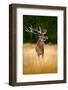 Deer in the Forest. Red Deer Stag, Bellow Majestic Powerful Adult Animal outside Autumn Forest, Big-Ondrej Prosicky-Framed Photographic Print